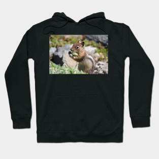 Cascade golden-mantled ground squirrel (Spermophilus saturatus) eating a flower Hoodie